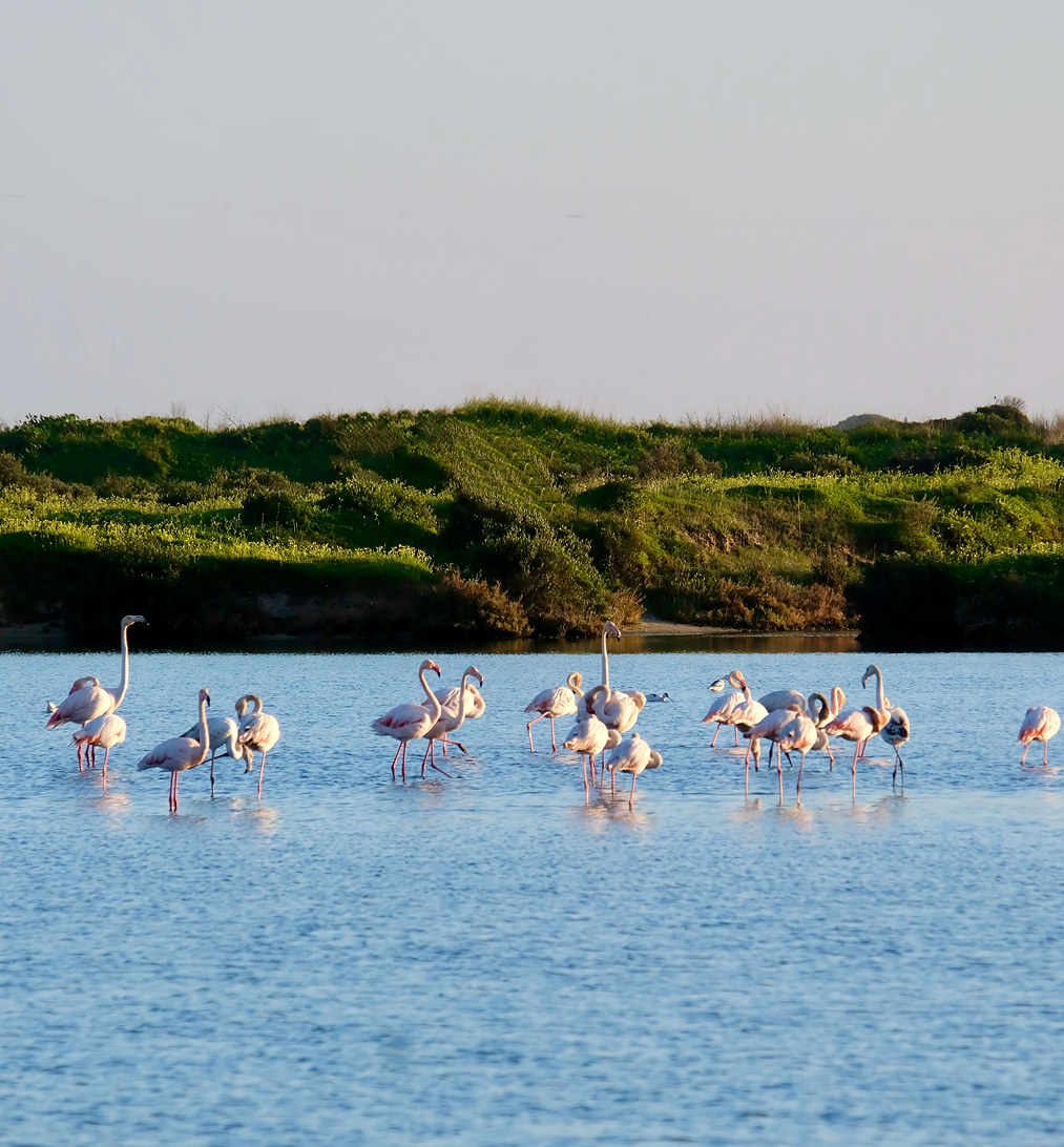 Scenic view of flamingos by the shore